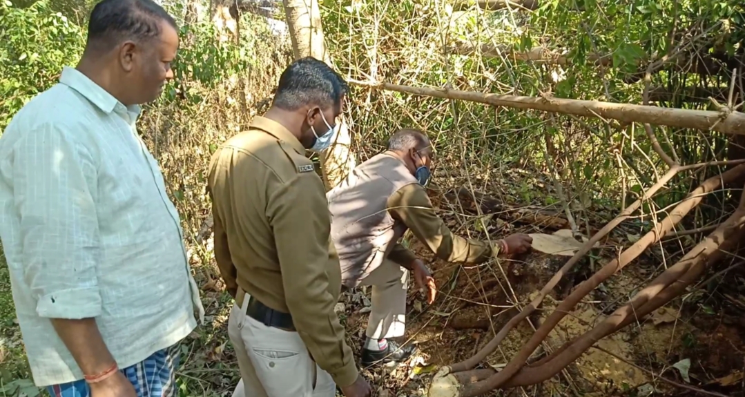 30 sandalwood trees stolen from teacher garden in jashpur