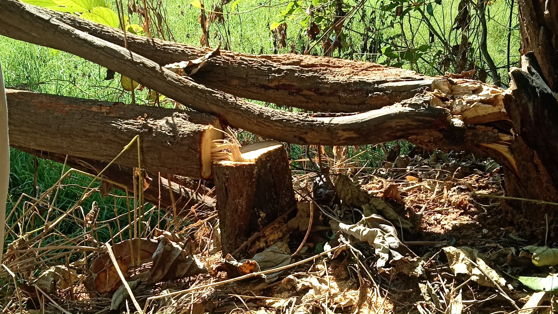 30 sandalwood trees stolen from teacher garden in jashpur