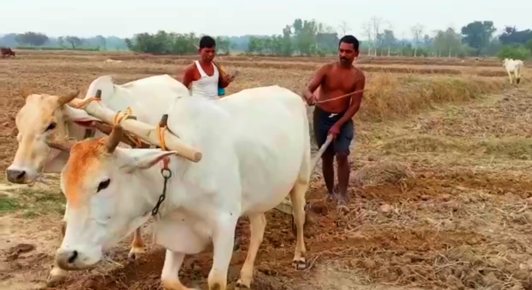 Farmers upset due to non availability of fertilizers in societies duo to lockdown in Jashpur