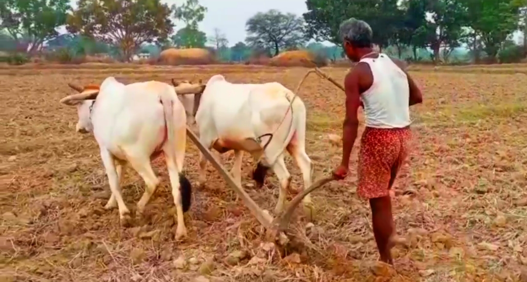 Farmers upset due to non availability of fertilizers in societies duo to lockdown in Jashpur