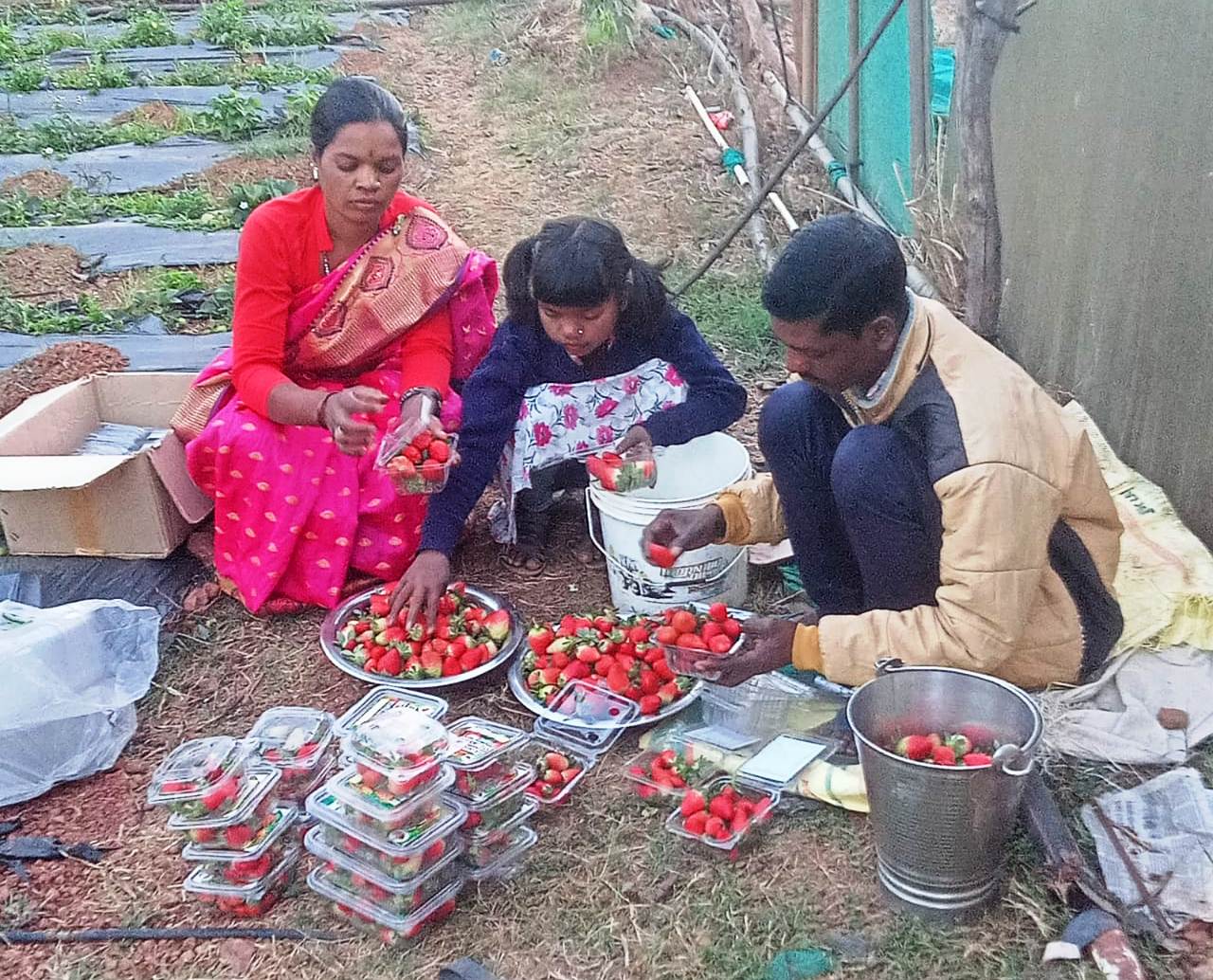 Strawberry cultivation in Jashpur