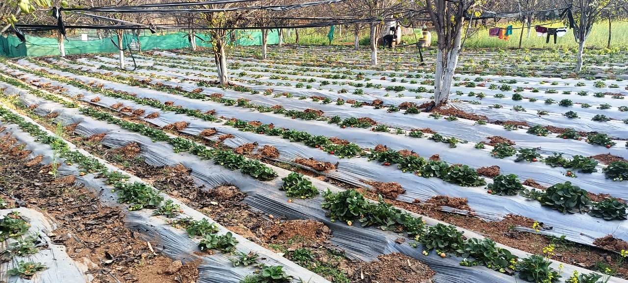 Strawberry cultivation in Jashpur