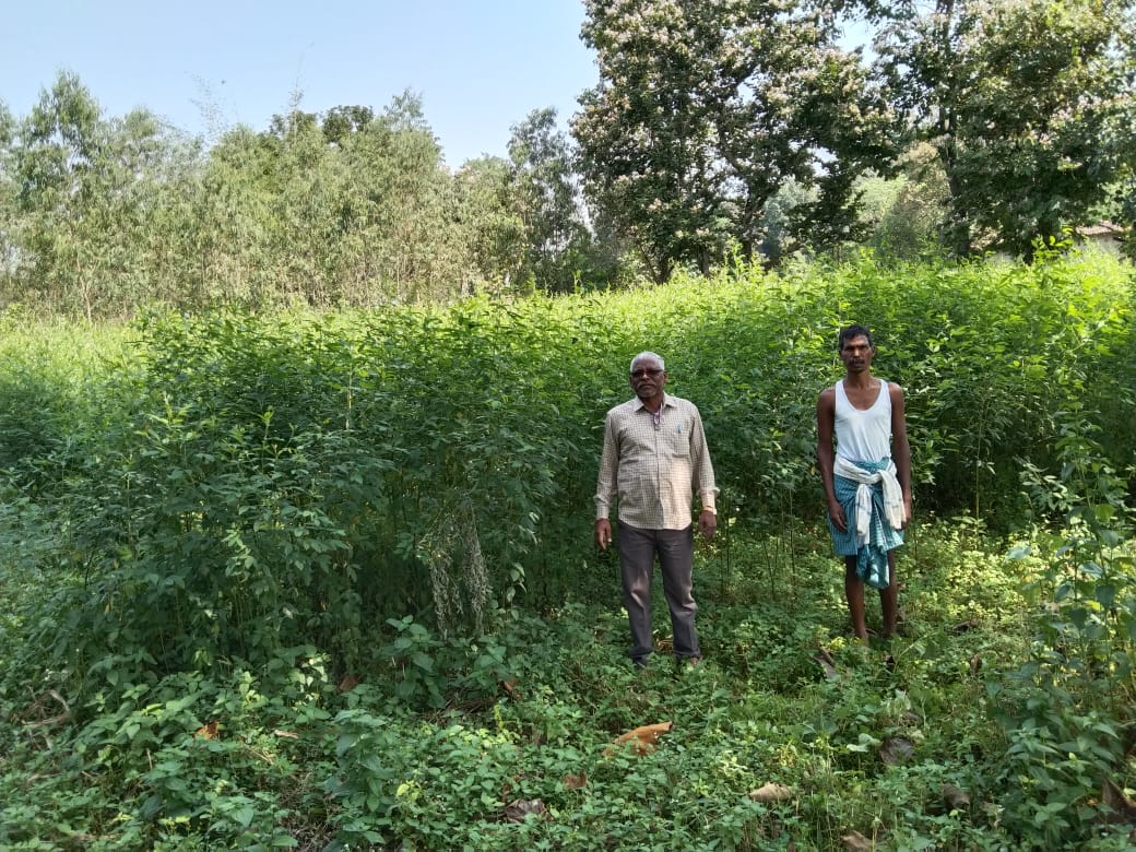 farmer getting profit for cultivating pulses in JASHPUR