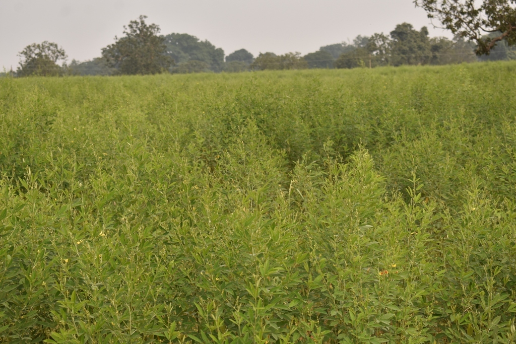 farmer getting profit for cultivating pulses in JASHPUR