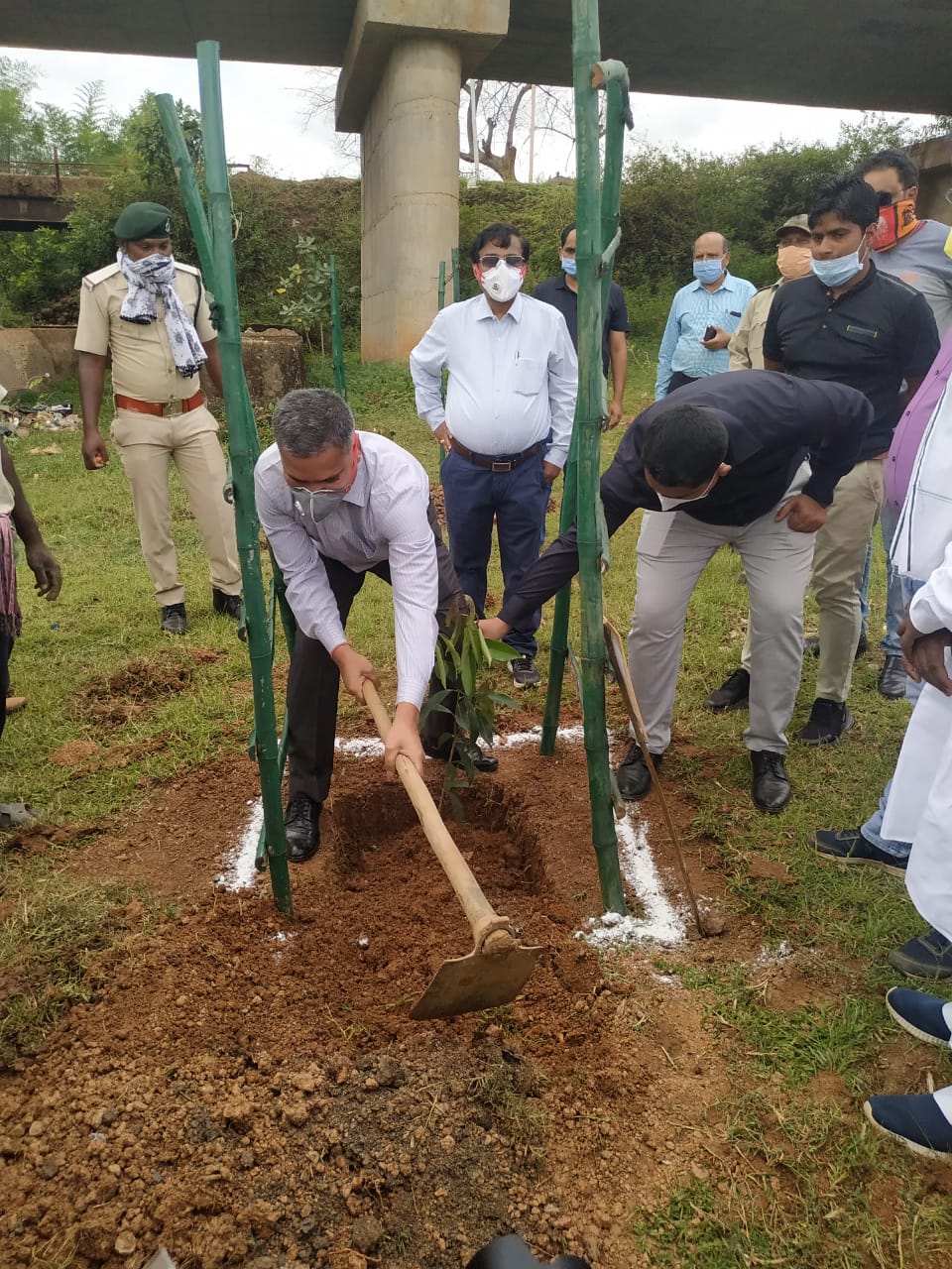 Saplings planted under social forest program