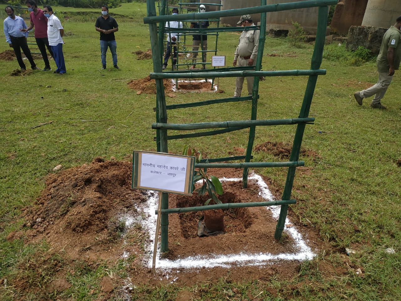 Saplings planted under social forest program