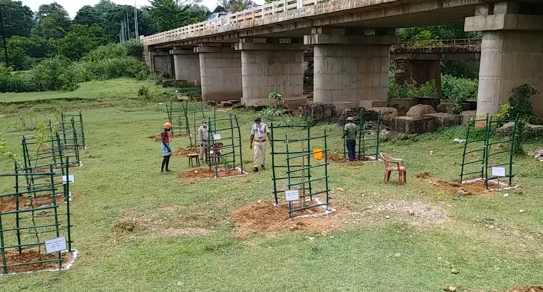 Saplings planted under social forest program