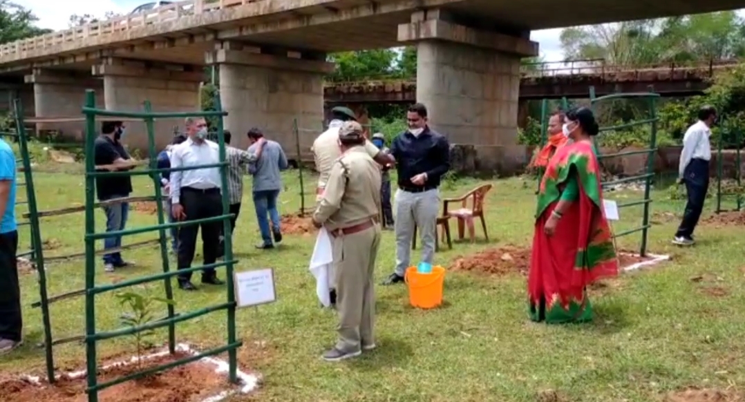 Saplings planted under social forest program