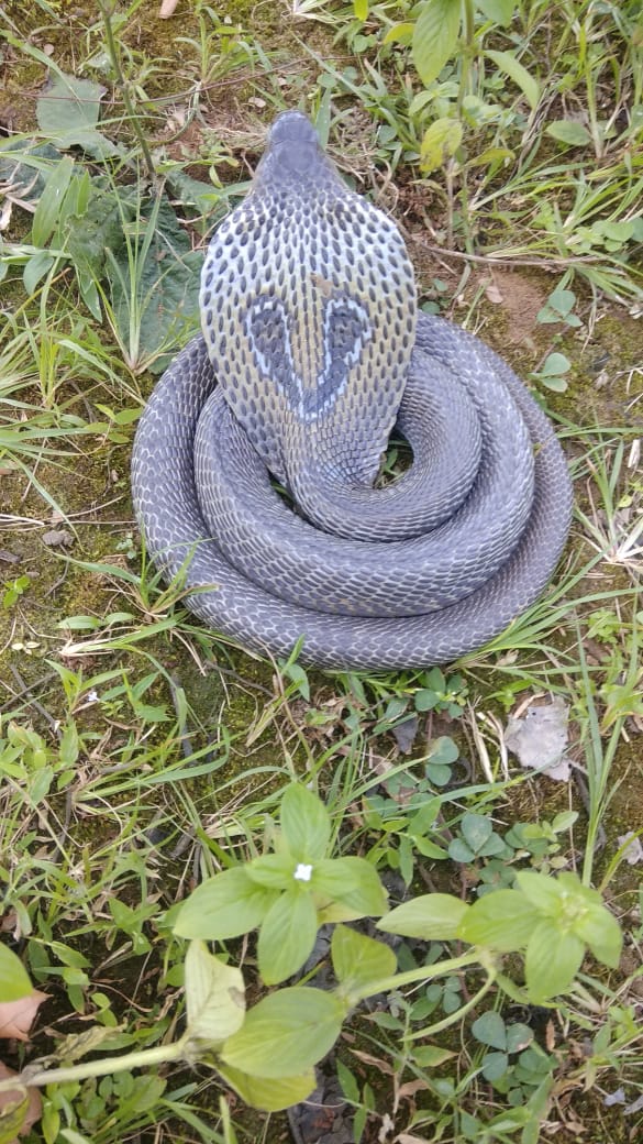 cobra snake