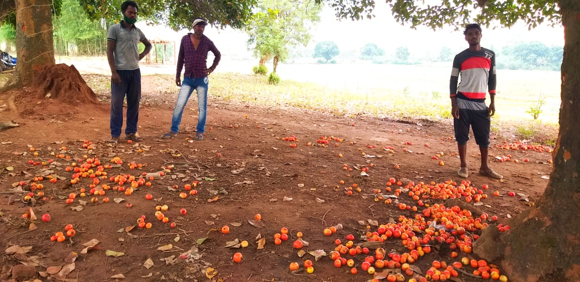 farmer-upset-over-tomato-not-being-sold-due-to-lockdown-