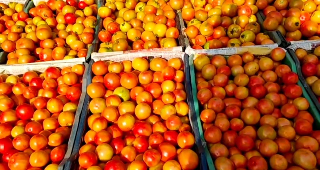 Farmer upset over tomato not being sold due to lockdown