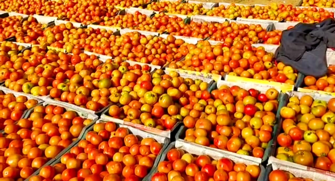 Farmer upset over tomato not being sold due to lockdown