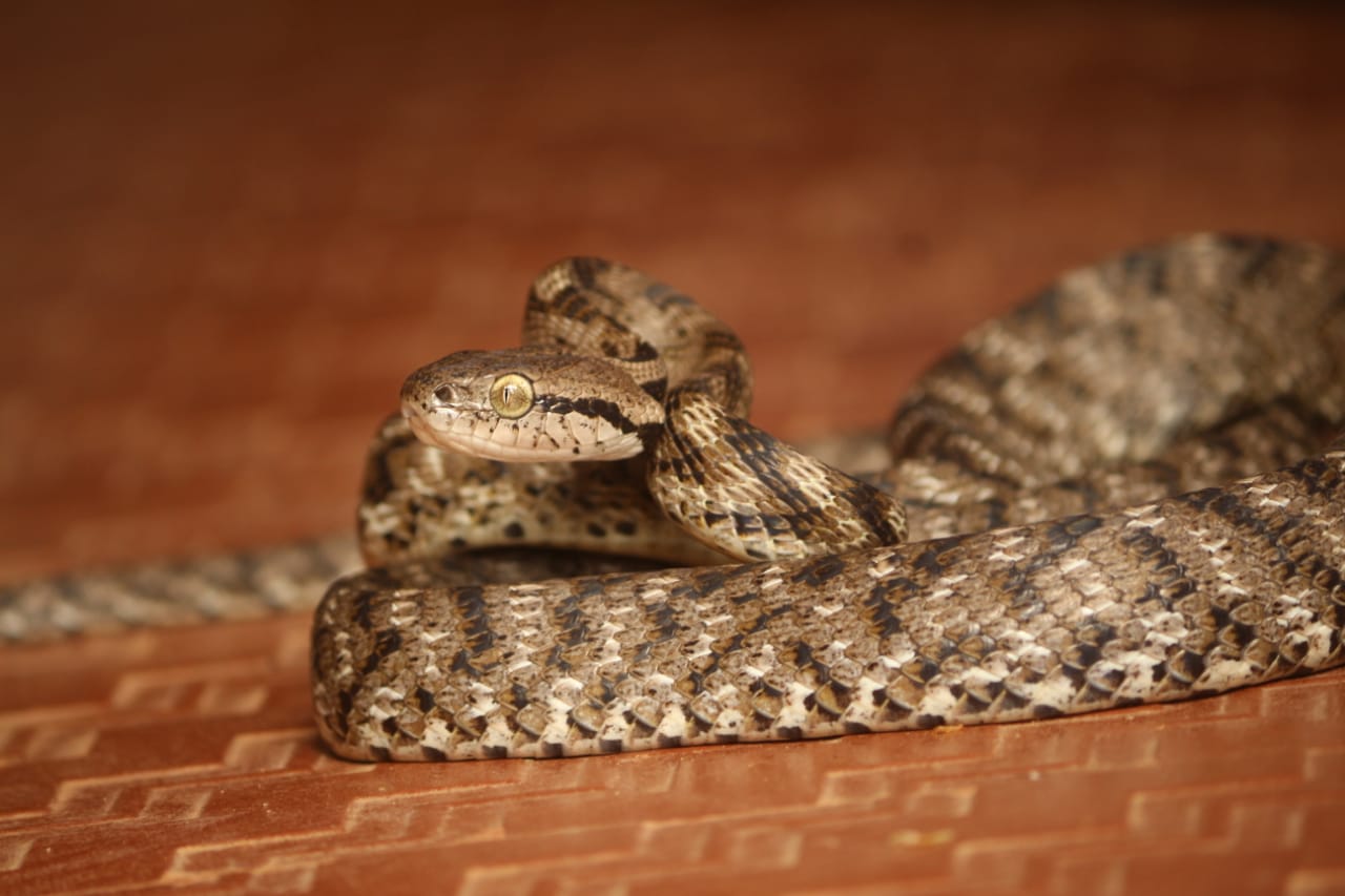 snake venom collection center to be built in Jashpur