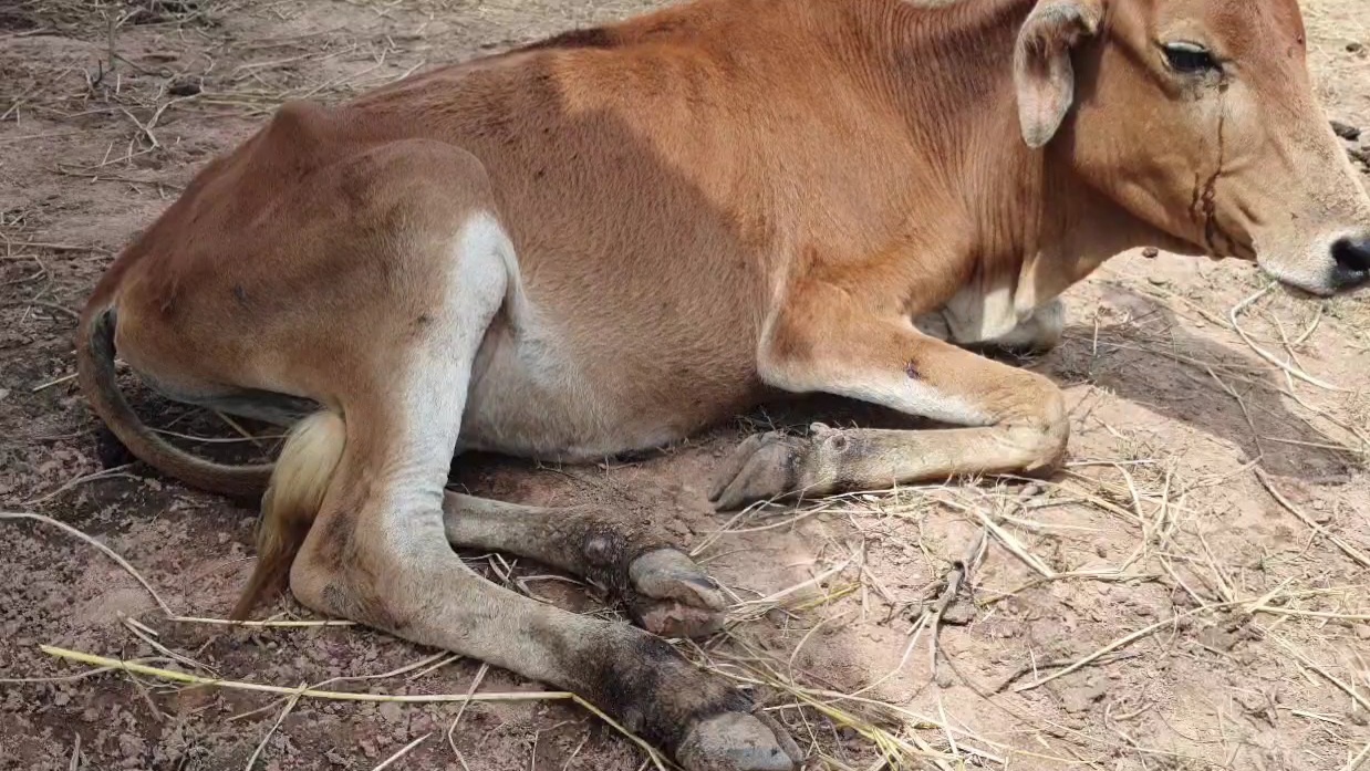 Cattle are not getting treatment in Gothans