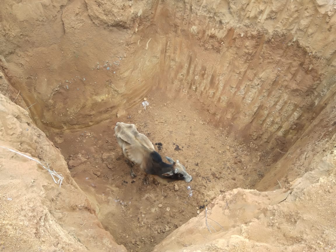 cow was lying in open pit of Medical waste