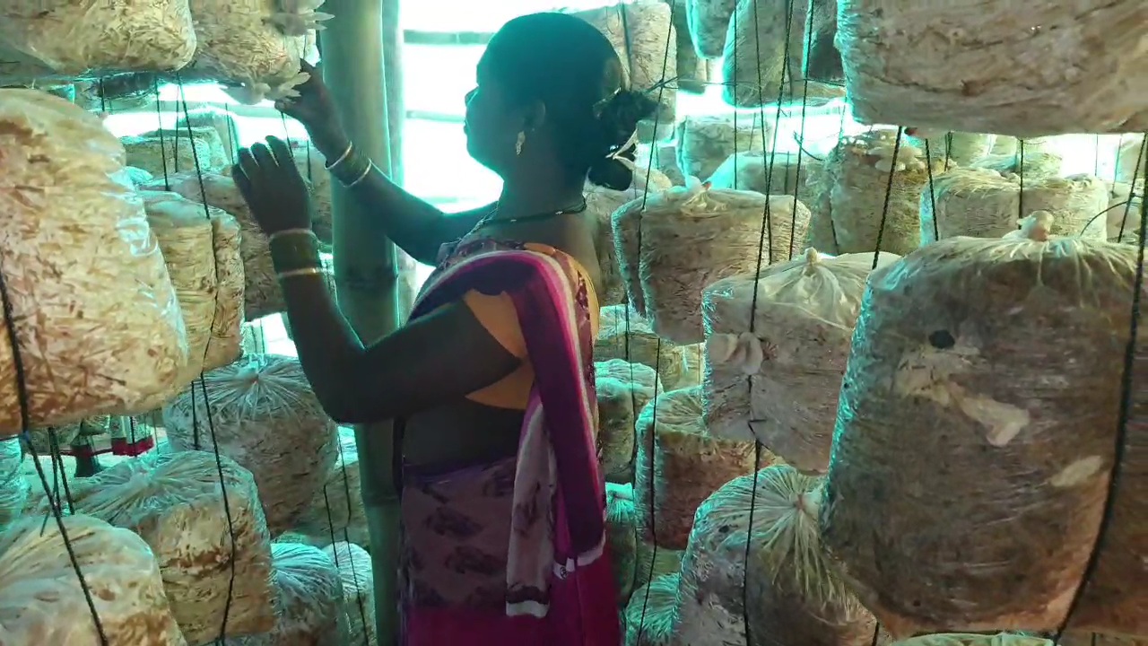 women-becoming-self-sufficient-by-producing-mushrooms-in-kondagaon