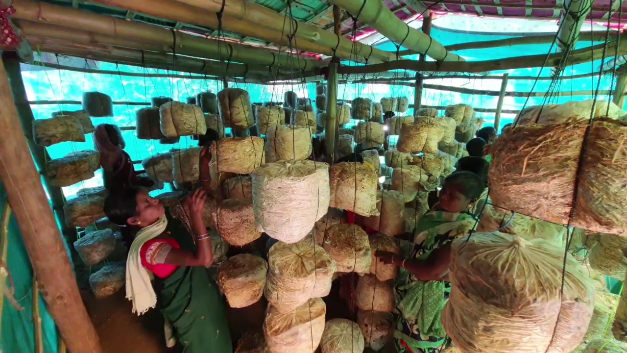 women-becoming-self-sufficient-by-producing-mushrooms-in-kondagaon