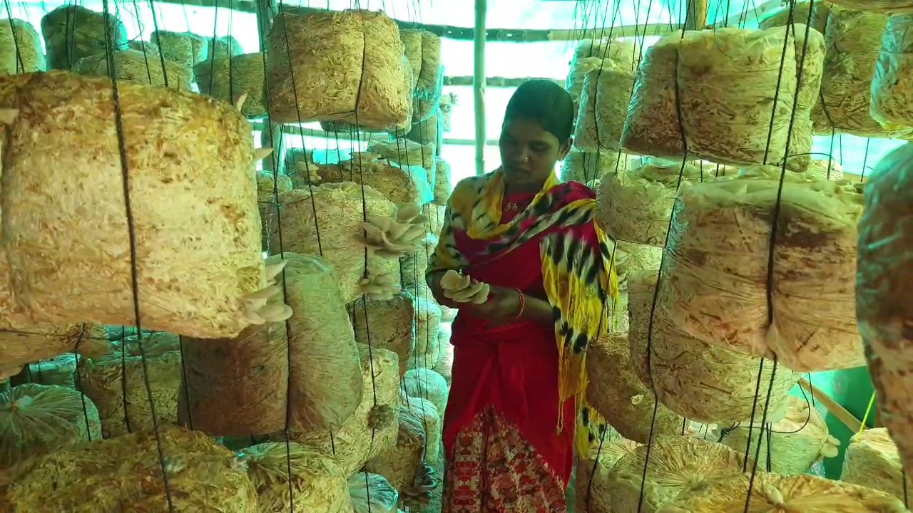 women-becoming-self-sufficient-by-producing-mushrooms-in-kondagaon