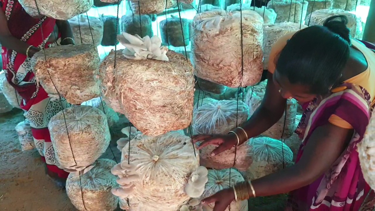 women-becoming-self-sufficient-by-producing-mushrooms-in-kondagaon