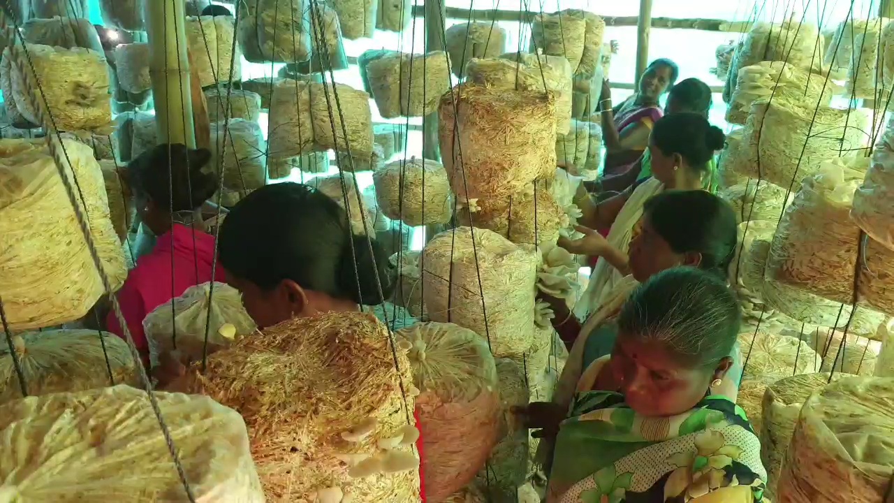 women-becoming-self-sufficient-by-producing-mushrooms-in-kondagaon