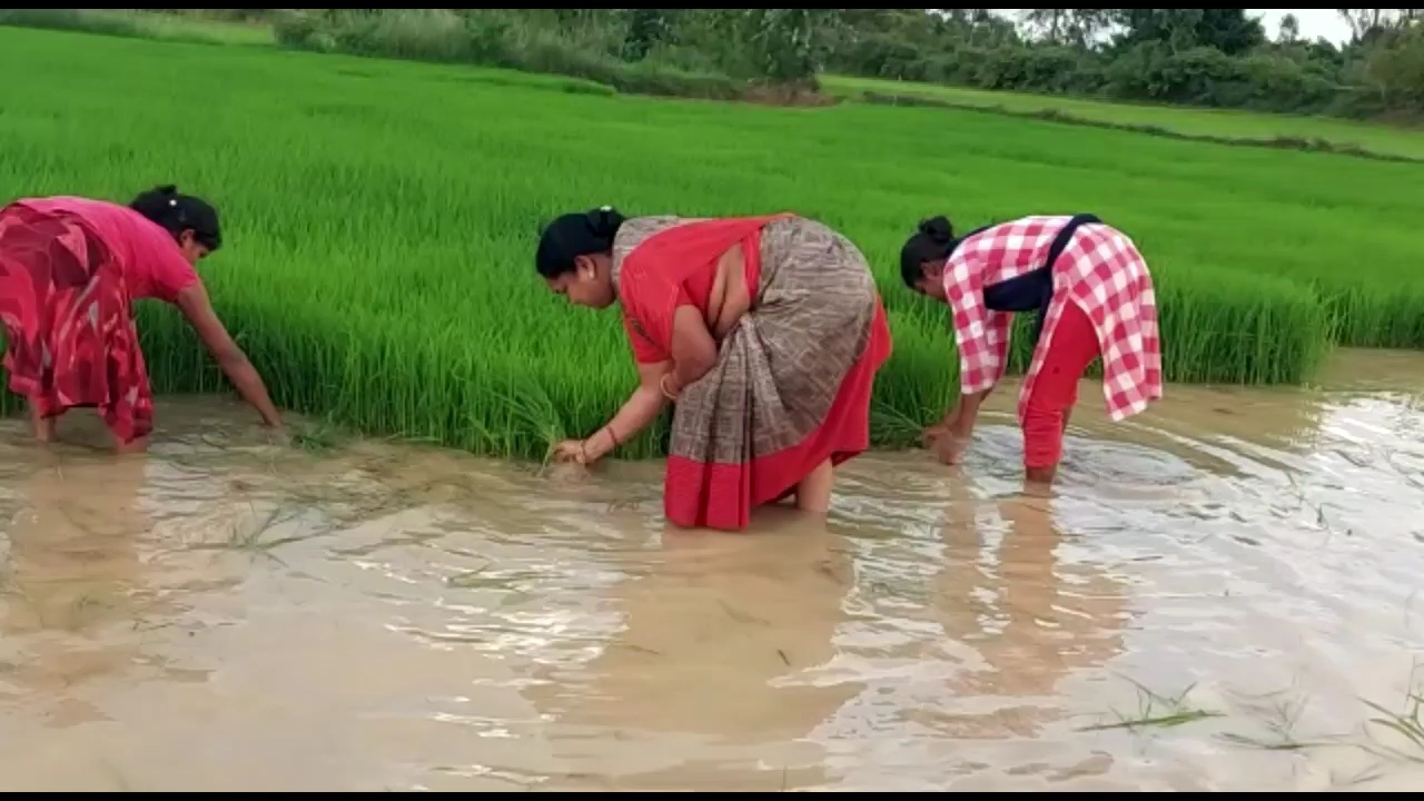 rajya-sabha-mp-phoolo-devi-netam