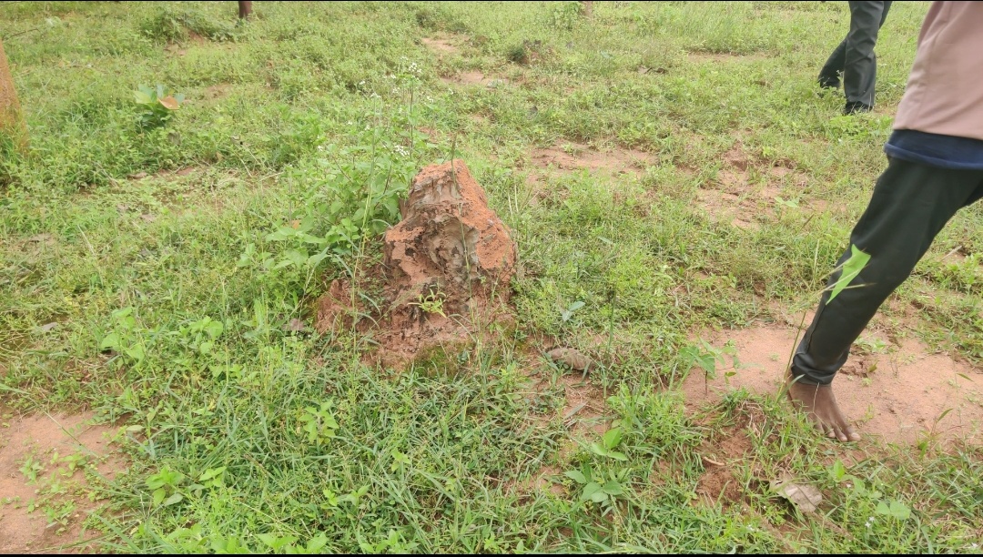 8 thousand planted by villagers in keshkal were destroyed by dabang