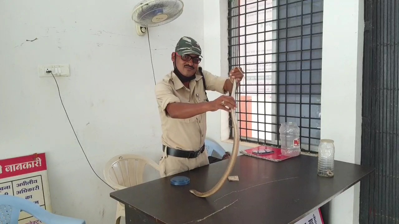 Devendra Das protected more than 60 thousand snakes in kondagaon