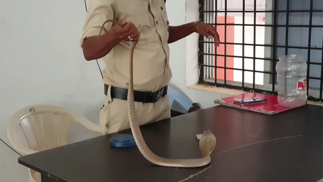 Devendra Das caught more than 60 thousand snakes and left them safe in forest