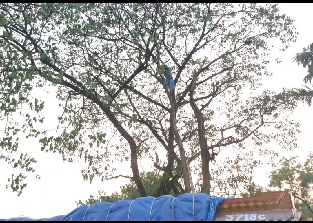 police-brought-down-the-deranged-youth-who-climbed-on-tree-in-kondagaon