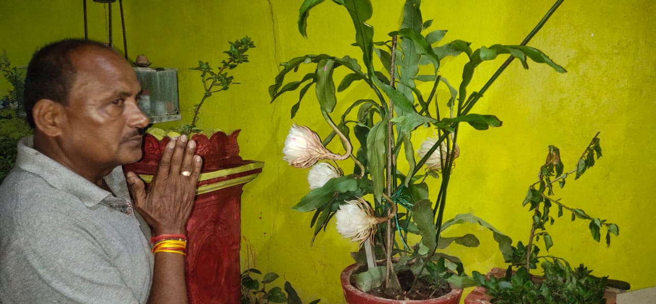 6 Brahma Kamal bloomed together in Bhanupratappur of kanker