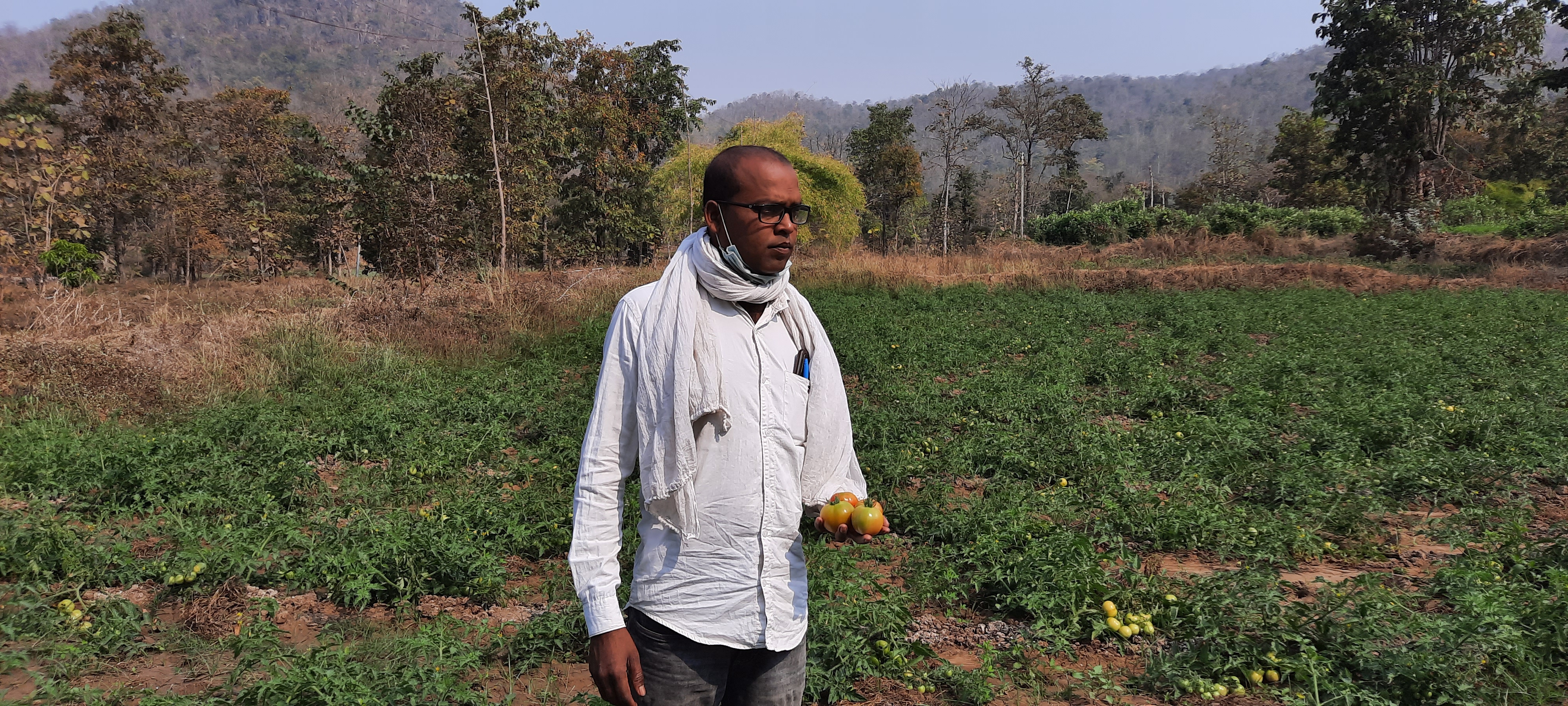 advocate-sudeep-mandal-of-kanker-district-is-earning-millions-from-tomato-farming