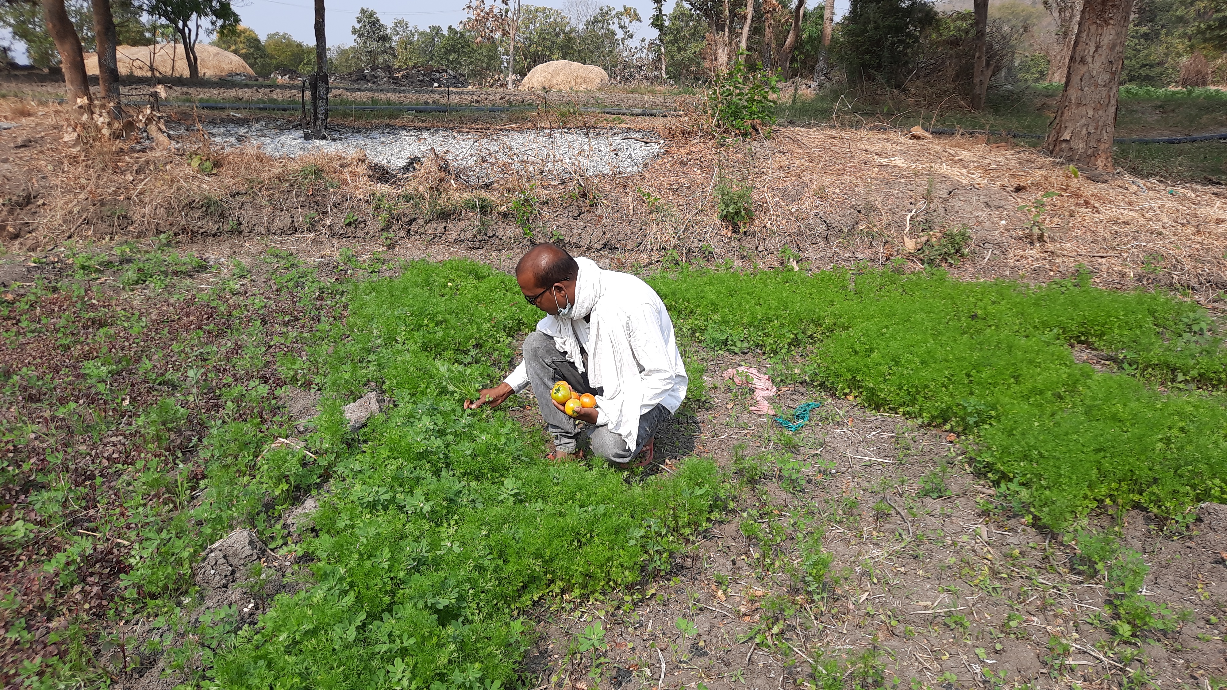 advocate-sudeep-mandal-of-kanker-district-is-earning-millions-from-tomato-farming