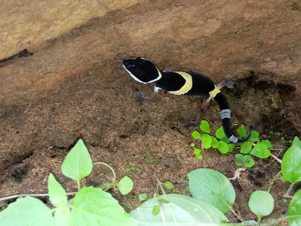 Rare species of lizard and snake species found in Kanker