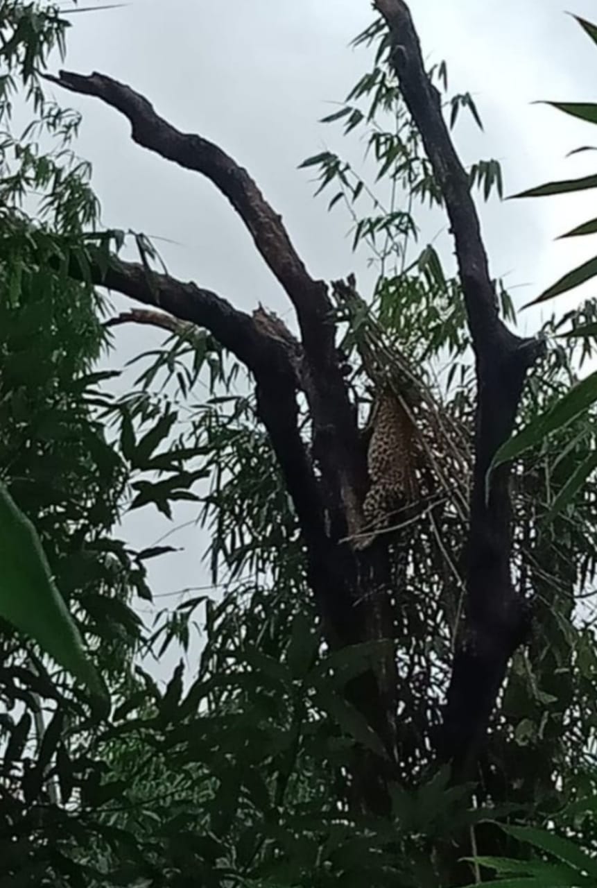 leopard entered  village of kanker