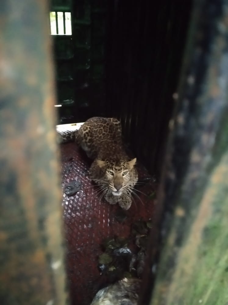 Forest Department captured two man eating leopards in Kanker tendua in chhattisgarh