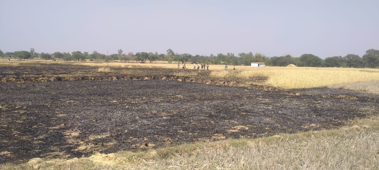 fire in wheat field in koriya