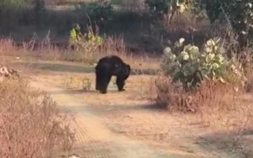 Bear attacked villager in Koriya