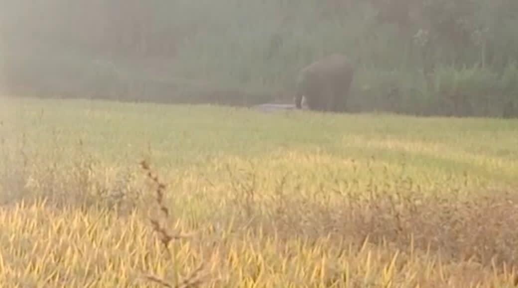 कोरिया के खड़गवां में हाथी की दहशत