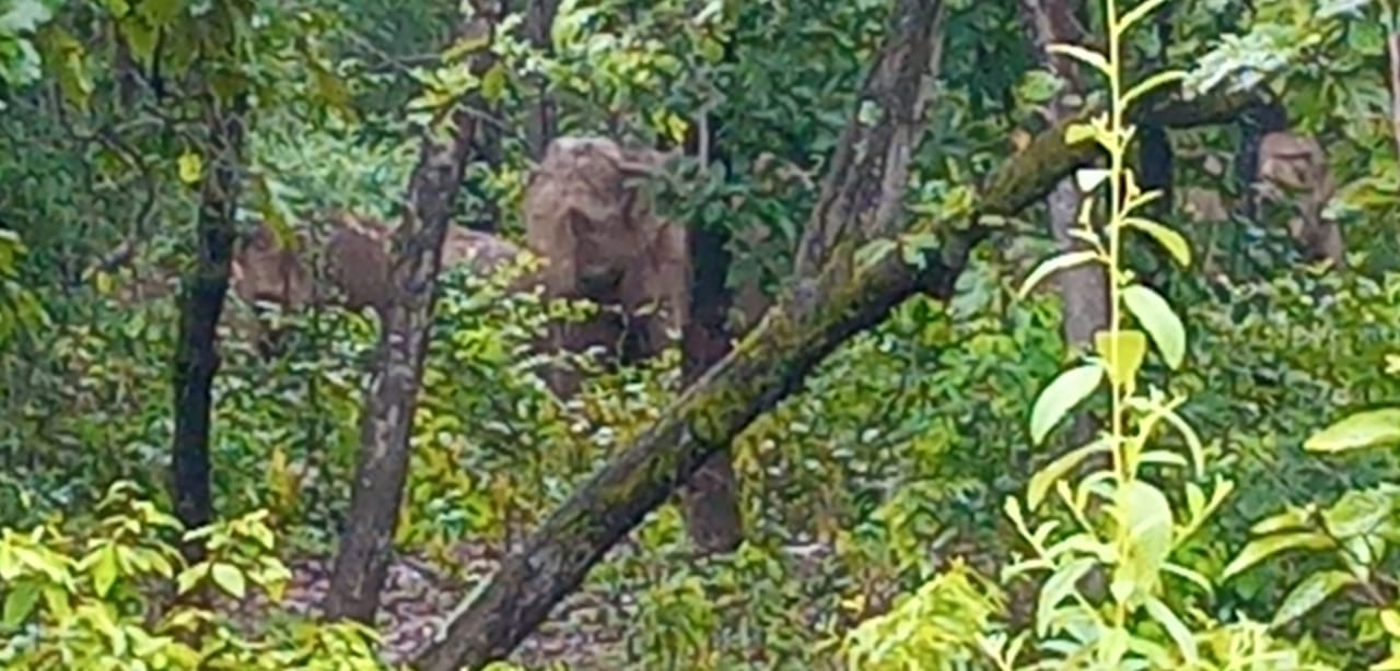 elephants-reached-janakpur-block-of-koriya-district