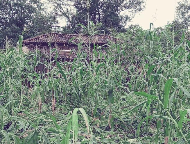 elephants-reached-janakpur-block-of-koriya-district