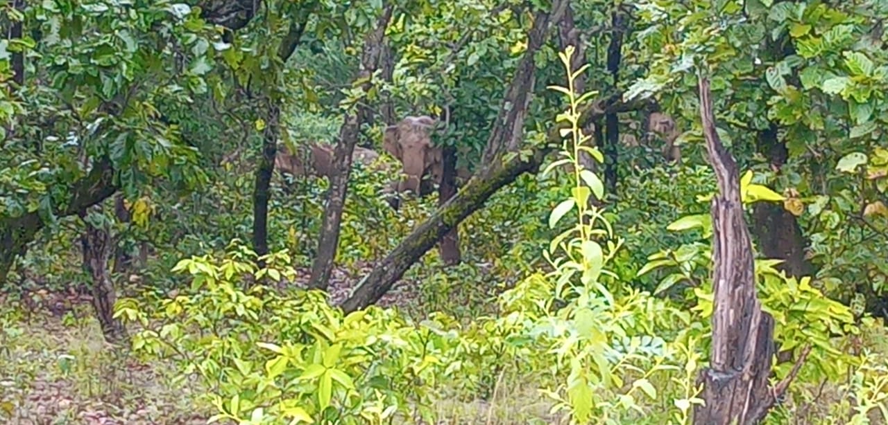 elephants-reached-janakpur-block-of-koriya-district