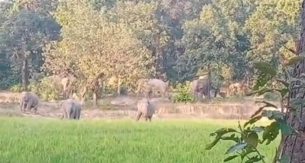 Elephants entering the settlement