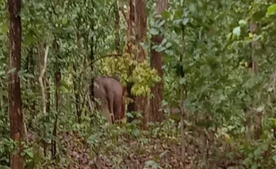 Wandering Elephant