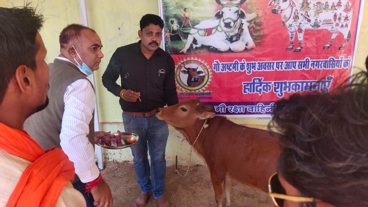 Cow worshiped on Gau Ashtami in koriya