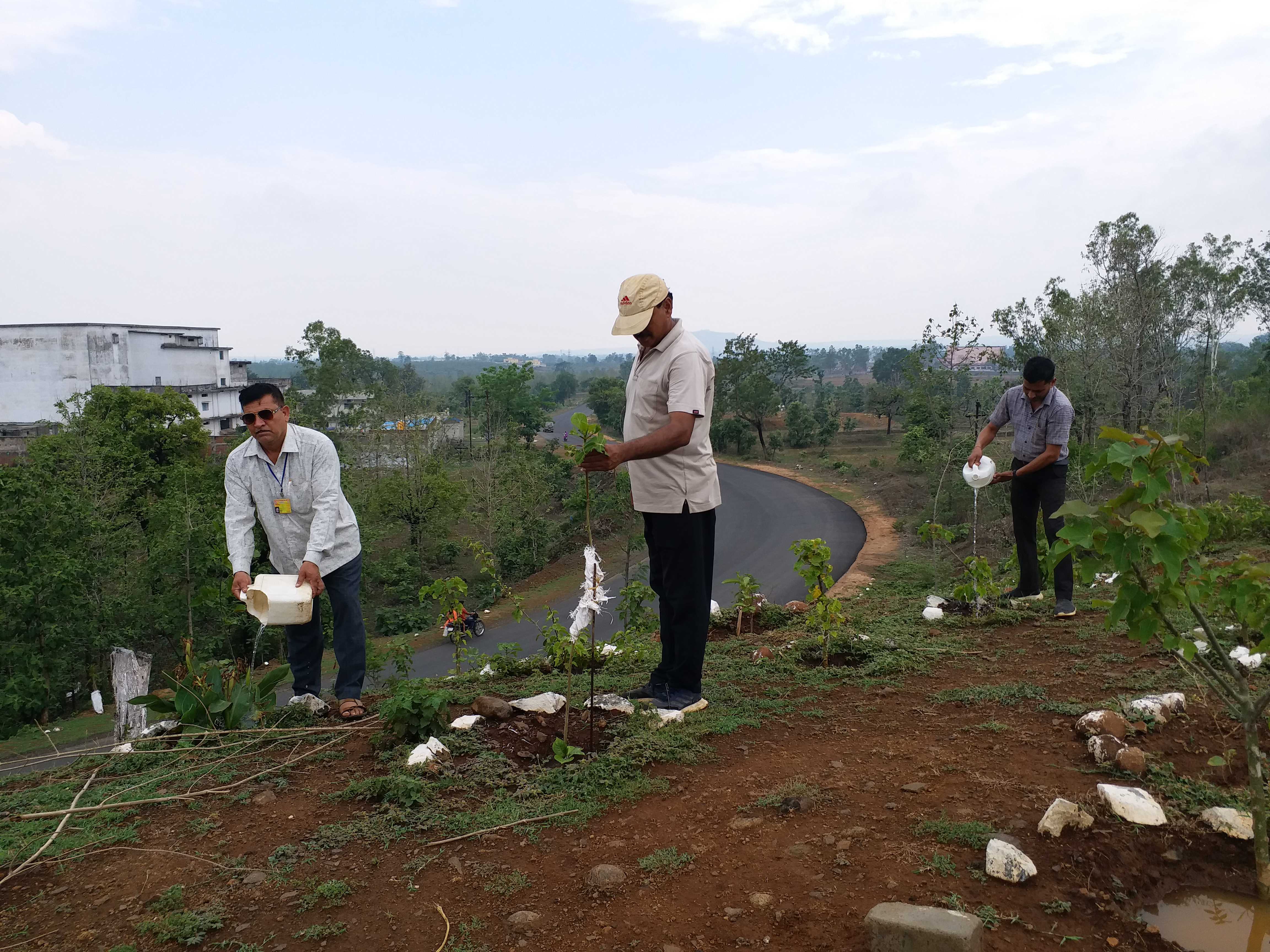 Planting trees on the mountain