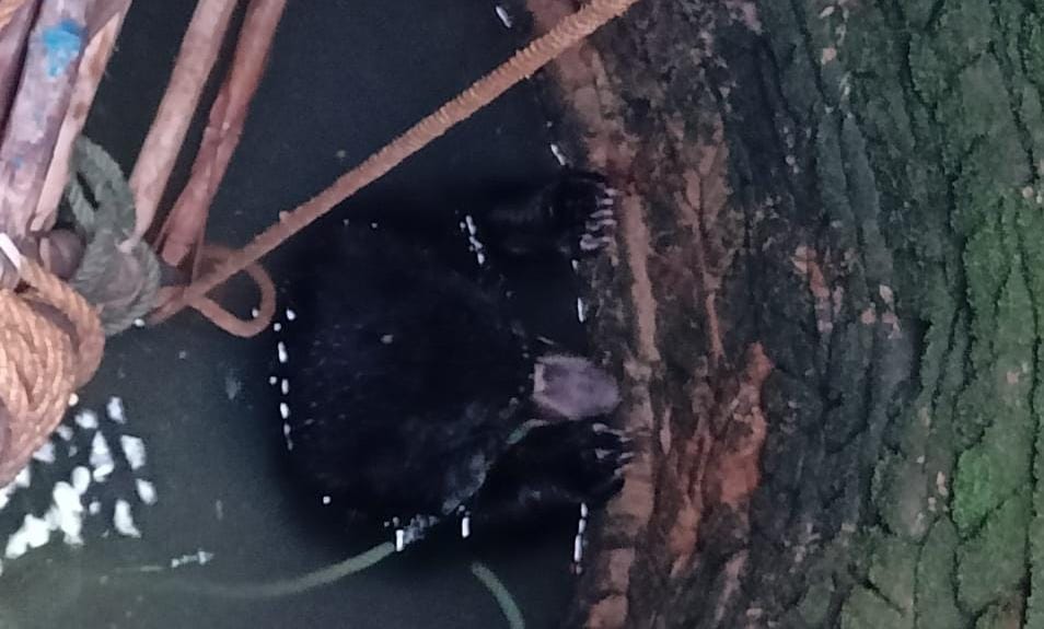 The bear fell into the well in the greed of guava in koriya