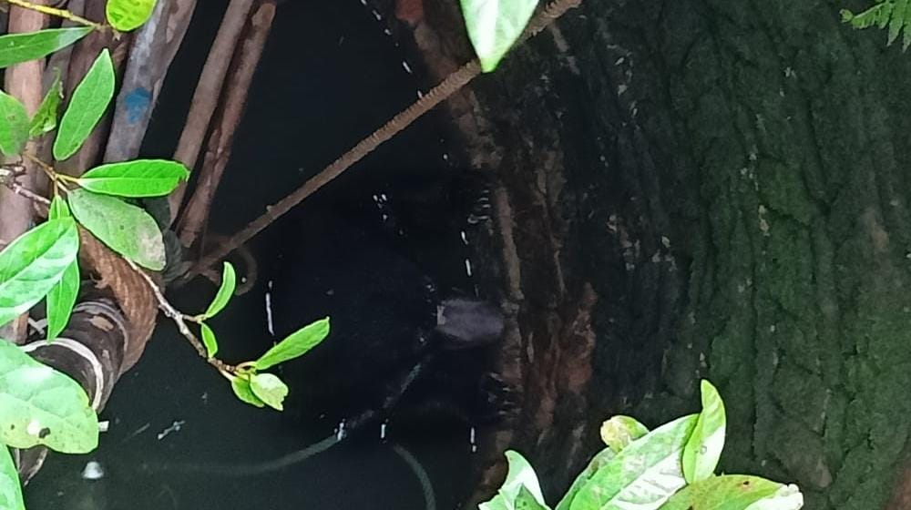 The bear fell into the well in the greed of guava in koriya