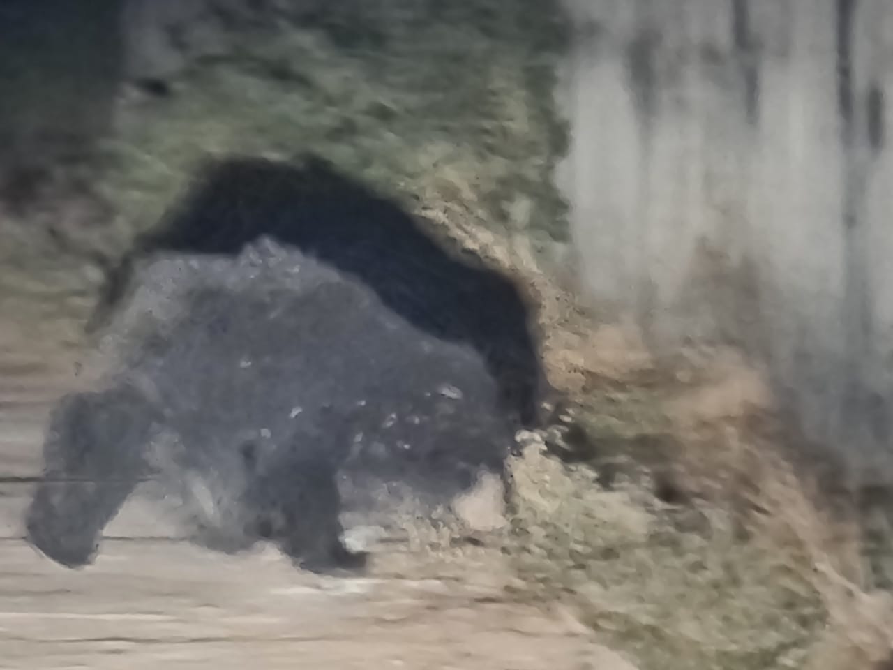 fear among people due to bears in Sonhat of koriya