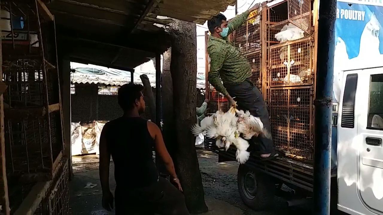 Chicken sales fall drastically due to bird flu in korba