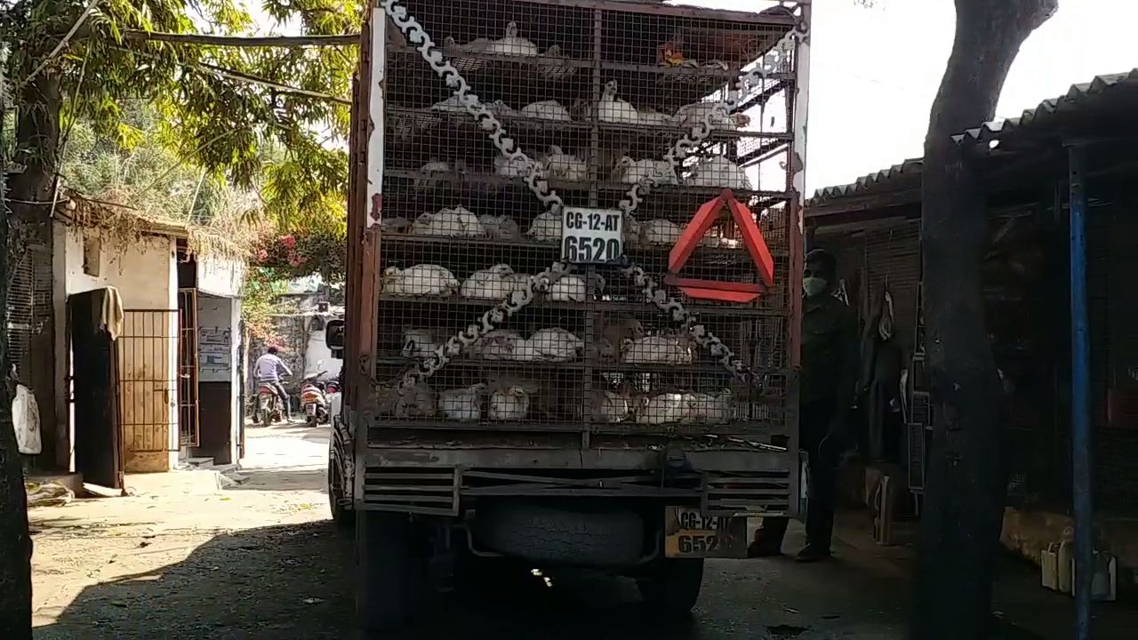 Chicken sales fall drastically due to bird flu in korba